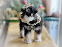 FRENCHIE- TINY TOY LIVER TAN, a female Miniature Schnauzer for sale in Tremonton, UT – Photo 7 of 7