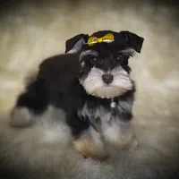 FRENCHIE- TINY TOY LIVER TAN F, a female Miniature Schnauzer for sale in Tremonton, UT – Photo 5 of 7