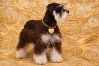 FRENCHIE- TINY TOY LIVER TAN F, a female Miniature Schnauzer for sale in Tremonton, UT – Photo 2 of 9