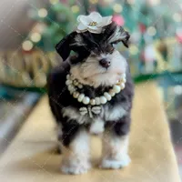 FRENCHIE- TINY TOY LIVER TAN F, a female Miniature Schnauzer for sale in Tremonton, UT – Photo 6 of 7