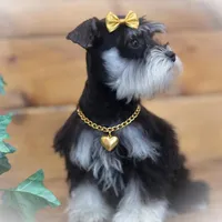 FRENCHIE- TINY TOY LIVER TAN F, a female Miniature Schnauzer for sale in Tremonton, UT – Photo 2 of 7