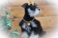 FRENCHIE- TINY TOY LIVER TAN, a female Miniature Schnauzer for sale in Tremonton, UT – Photo 2 of 7