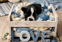 Gidget- Tiny Wheaten, a female Miniature Schnauzer for sale in Tremonton, UT – 3 of 4