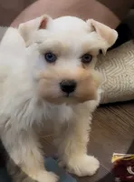 BRINLEY- DBL BLUE EYES, a female Miniature Schnauzer for sale in Tremonton, UT – 5 of 6