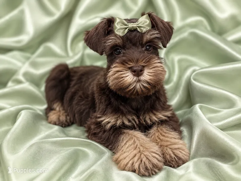 Ginger- Tcup Lvr Tan – Miniature Schnauzer puppy for sale in Tremonton, UT
