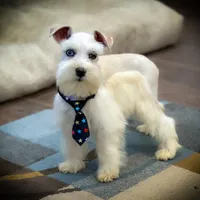 Tattoo- Wheaten Parti M, a male Miniature Schnauzer for sale in Tremonton, UT – Photo 3 of 10