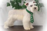 Tattoo- Wheaten Parti M, a male Miniature Schnauzer for sale in Tremonton, UT – Photo 3 of 10