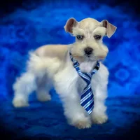 Tattoo- Wheaten Parti M, a male Miniature Schnauzer for sale in Tremonton, UT – Photo 6 of 10