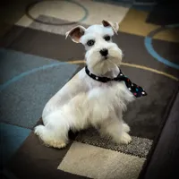 Tattoo- Wheaten Parti M, a male Miniature Schnauzer for sale in Tremonton, UT – Photo 4 of 10