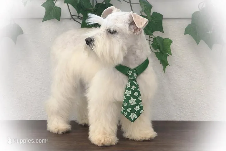 Tattoo- Wheaten Parti M – Miniature Schnauzer puppy for sale in Tremonton, UT