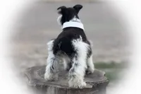 Tattoo- Wheaten Parti M, a male Miniature Schnauzer for sale in Tremonton, UT – Photo 9 of 10