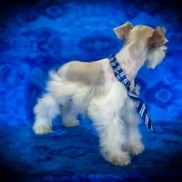 Tattoo- Wheaten Parti M, a male Miniature Schnauzer for sale in Tremonton, UT – Photo 9 of 10