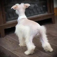 Tattoo- Wheaten Parti M, a male Miniature Schnauzer for sale in Tremonton, UT – Photo 2 of 10