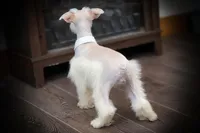 Tattoo- Wheaten Parti ON SALE, a male Miniature Schnauzer for sale in Tremonton, UT – Photo 2 of 10