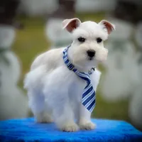 Tattoo- Wheaten Parti M, a male Miniature Schnauzer for sale in Tremonton, UT – Photo 7 of 10