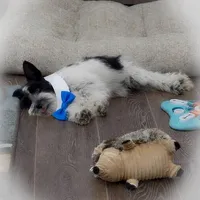 Tattoo- Wheaten Parti M, a male Miniature Schnauzer for sale in Tremonton, UT – Photo 10 of 10