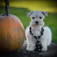 Tattoo- Wheaten Parti M, a male Miniature Schnauzer for sale in Tremonton, UT – Photo 10 of 10
