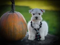 processed/ac9429ba-6088-416a-8b14-54a6599f1493/listing/35a0483f-ba45-4e6d-9672-b97657c375a4/da3f0cd5-6c32-475d-af71-ce239d6def33