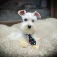 Tattoo- Wheaten Parti M, a male Miniature Schnauzer for sale in Tremonton, UT – Photo 5 of 10