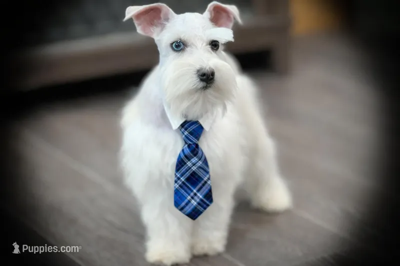 Tattoo- Wheaten Parti