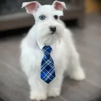 Tattoo- Wheaten Parti M, a male Miniature Schnauzer for sale in Tremonton, UT – Photo 1 of 10