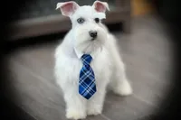 Tattoo- Wheaten Parti ON SALE, a male Miniature Schnauzer for sale in Tremonton, UT – Photo 1 of 10