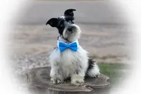 Tattoo- Wheaten Parti M, a male Miniature Schnauzer for sale in Tremonton, UT – Photo 8 of 10