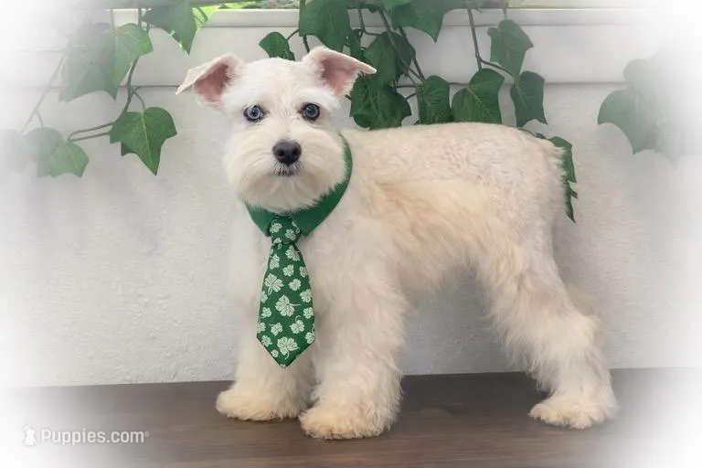 Tattoo- Wheaten Parti M – Miniature Schnauzer puppy for sale in Tremonton, UT