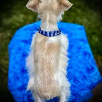 Tattoo- Wheaten Parti M, a male Miniature Schnauzer for sale in Tremonton, UT – Photo 8 of 10