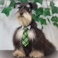 LONDON- Liver and Tan M, a male Miniature Schnauzer for sale in Tremonton, UT – Photo 6 of 7