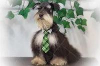 LONDON- Liver and Tan ON SALE, a male Miniature Schnauzer for sale in Tremonton, UT – Photo 6 of 7