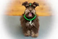 LONDON- Liver and Tan, a male Miniature Schnauzer for sale in Tremonton, UT – Photo 4 of 4