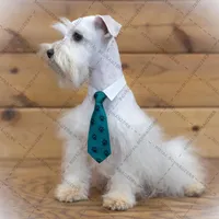 LONDON- Liver and Tan M, a male Miniature Schnauzer for sale in Tremonton, UT – Photo 7 of 7