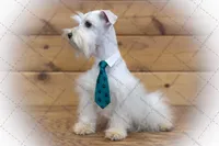 LONDON- Liver and Tan ON SALE, a male Miniature Schnauzer for sale in Tremonton, UT – Photo 7 of 7