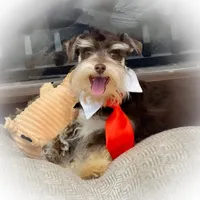 LONDON- Liver and Tan M, a male Miniature Schnauzer for sale in Tremonton, UT – Photo 4 of 7