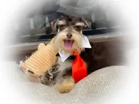 LONDON- Liver and Tan, a male Miniature Schnauzer for sale in Tremonton, UT – Photo 3 of 4