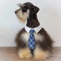 LONDON- Liver and Tan M, a male Miniature Schnauzer for sale in Tremonton, UT – Photo 2 of 7