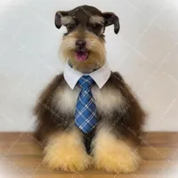 LONDON- Liver and Tan M, a male Miniature Schnauzer for sale in Tremonton, UT – Photo 3 of 7