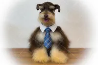 LONDON- Liver and Tan ON SALE, a male Miniature Schnauzer for sale in Tremonton, UT – Photo 3 of 7