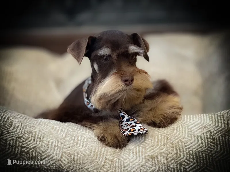 LEVI- Liver and Rust