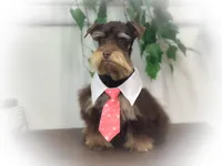 LONDON- Liver and Tan, a male Miniature Schnauzer for sale in Tremonton, UT – Photo 2 of 4