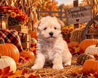 Paddington- Toy Wheaten, a male Miniature Schnauzer for sale in Tremonton, UT – 1 of 7
