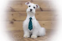 Luca- Tcup ON SALE, a male Miniature Schnauzer for sale in Tremonton, UT – Photo 2 of 5