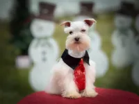 Luca- Tcup, a male Miniature Schnauzer for sale in Tremonton, UT – Photo 2 of 2