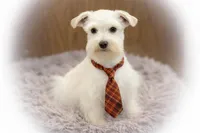 Luca- Tcup, a male Miniature Schnauzer for sale in Tremonton, UT – Photo 1 of 2