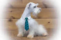 Luca- Tcup ON SALE, a male Miniature Schnauzer for sale in Tremonton, UT – Photo 3 of 5