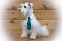 Luca- Tcup ON SALE, a male Miniature Schnauzer for sale in Tremonton, UT – Photo 1 of 5