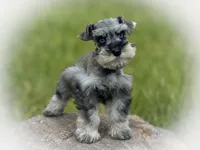 MISHKA- BLUE EYES, a female Miniature Schnauzer for sale in Tremonton, UT – 3 of 4