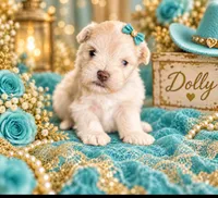 Denim- Toy Wheaten, a male Miniature Schnauzer for sale in Tremonton, UT – 3 of 3