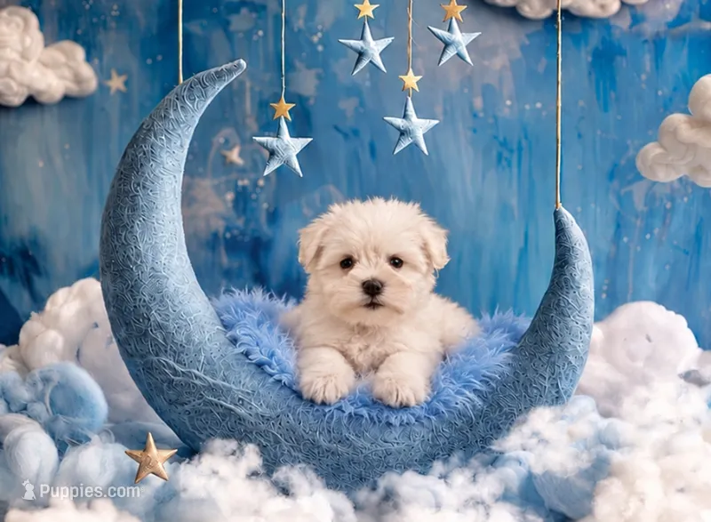 Denim- Toy Wheaten – Miniature Schnauzer puppy for sale in Tremonton, UT